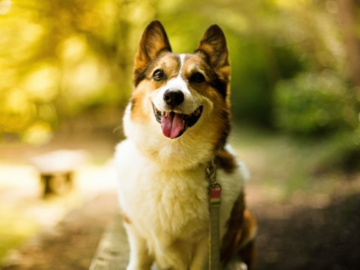 good corgi breeder