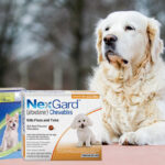 How Nexgard Spectra Gard Is Killing Fleas And Ticks Effectively