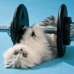 Why Exercise is Important for Your Feline Friend