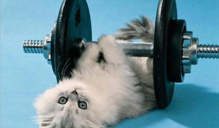 Why Exercise is Important for Your Feline Friend