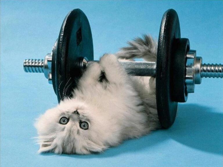 Why Exercise is Important for Your Feline Friend