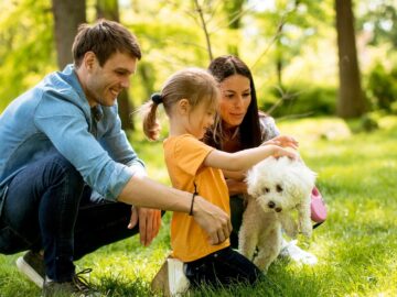 Maltese Dog Breed