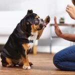 3 Things to Arrange Before You Collect Your New Pet