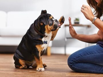 3 Things to Arrange Before You Collect Your New Pet