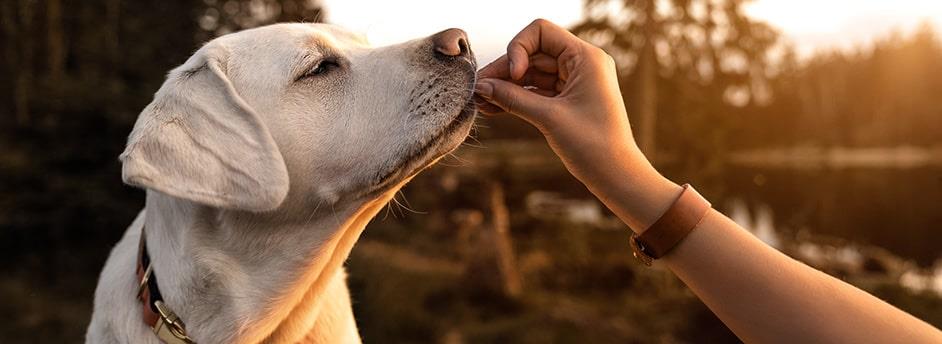 4 Tips for Taking Care of Your Dog