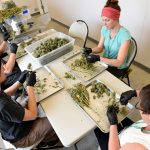 Which Recreational Dispensary Is The Best In Pueblo West