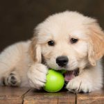 Essentials Required For A Puppy: Things You Need Before Bringing Home A New Puppy