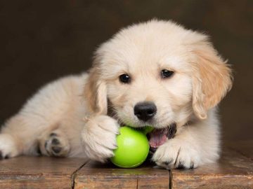 Essentials Required For A Puppy: Things You Need Before Bringing Home A New Puppy