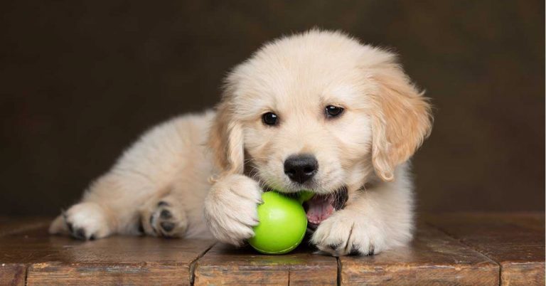 Essentials Required For A Puppy: Things You Need Before Bringing Home A New Puppy