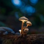 How and Why Buy Mushrooms?