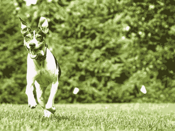 Why Invisible Dog Fences Are a Great Option for Busy Pet Owners?