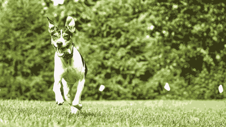 Why Invisible Dog Fences Are a Great Option for Busy Pet Owners?