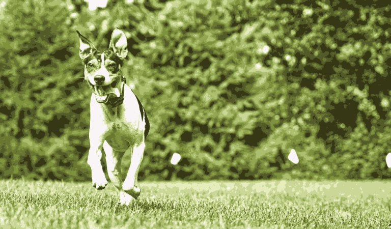 Why Invisible Dog Fences Are a Great Option for Busy Pet Owners?