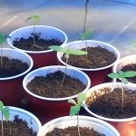 Surprising Health Benefits of Growing Medical Marijuana Seeds