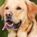 Trusted English Labrador Breeder