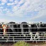 From Moo to Move: How Cattle Grids Keep Pastures Safe and Accessible