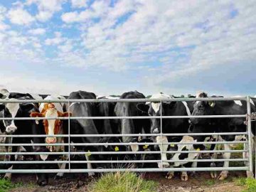 From Moo to Move: How Cattle Grids Keep Pastures Safe and Accessible