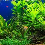 What Are the Best Saltwater Aquarium Plants?