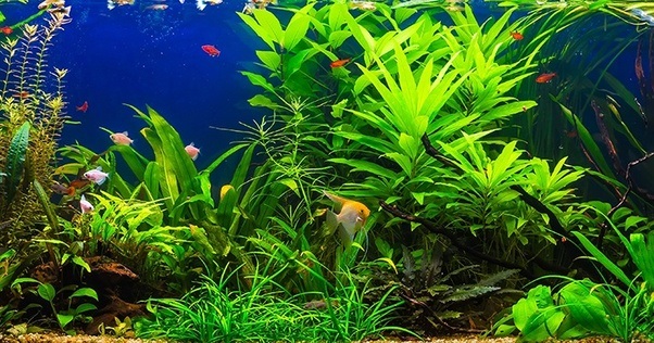 What Are the Best Saltwater Aquarium Plants?