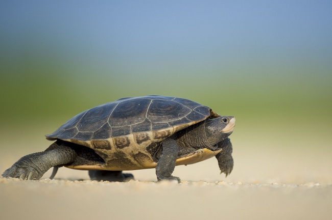 5 Tips for Taking Care of Pet Turtles