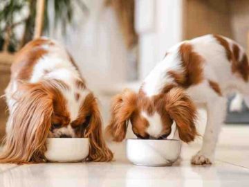 Fuel for Fido: How to Pick the Perfect Dog Food for Optimal Health