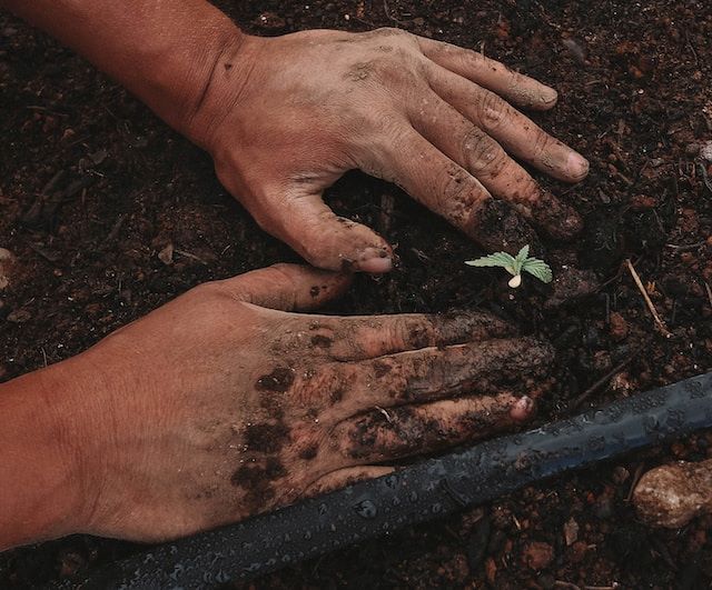 Seedling Care: Nurturing Your Cannabis Plants in the Early Stages